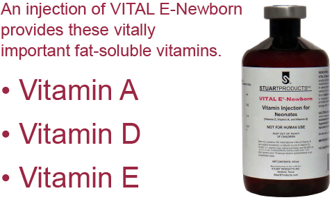 newborn bottle